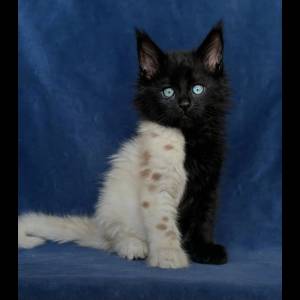 Un altro gattino bellino